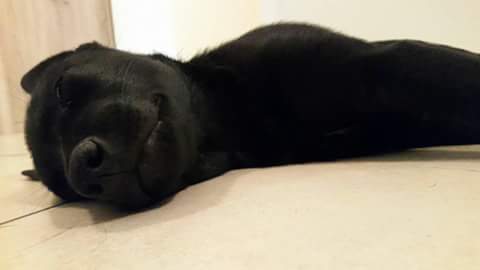 “Hund – Alleine zu Hause, kein Thema”